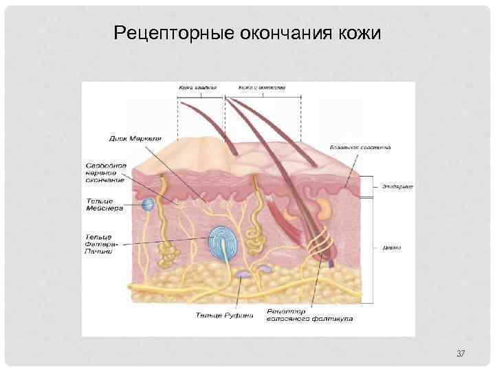 Рецепторные окончания кожи 37 