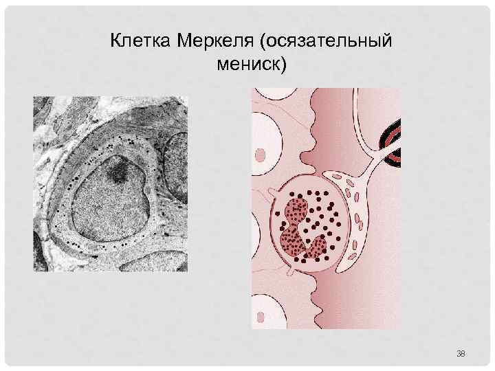 Клетка Меркеля (осязательный мениск) 38 