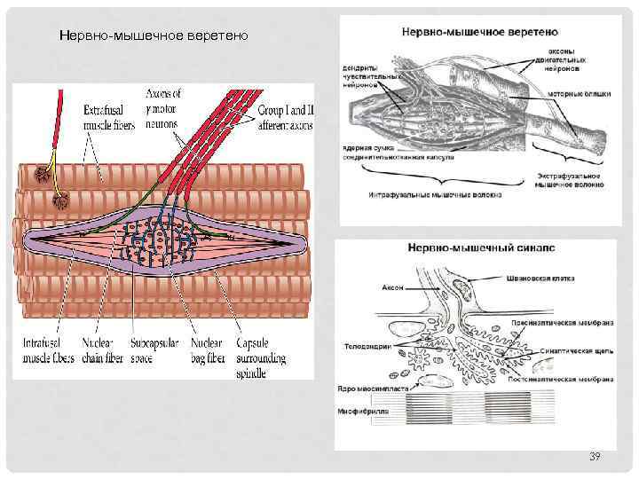 Нервно мышечное веретено 39 