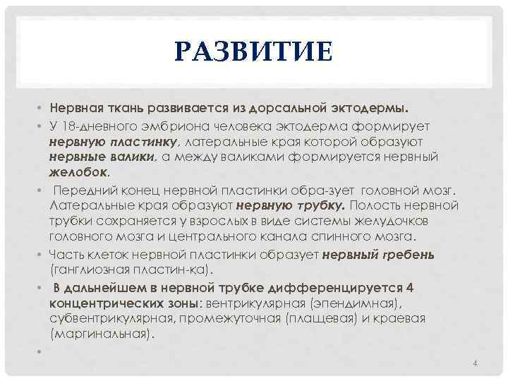 РАЗВИТИЕ • Нервная ткань развивается из дорсальной эктодермы. • У 18 дневного эмбриона человека