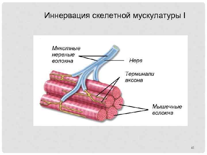 Иннервация скелетной мускулатуры I 41 