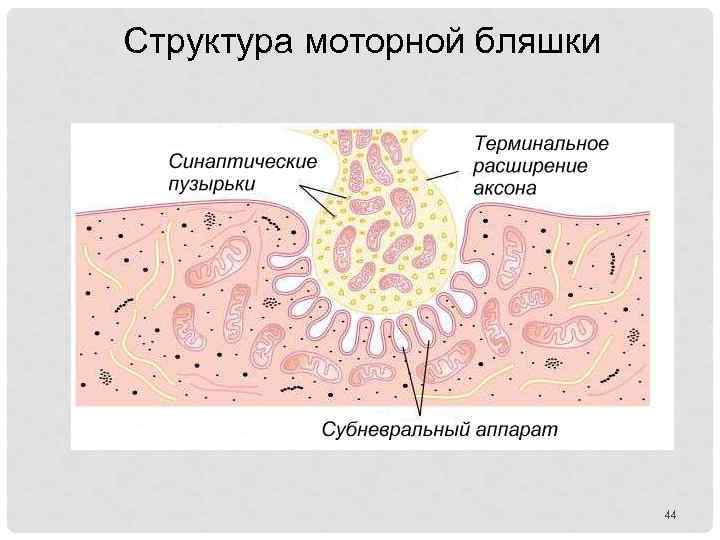 Структура моторной бляшки 44 