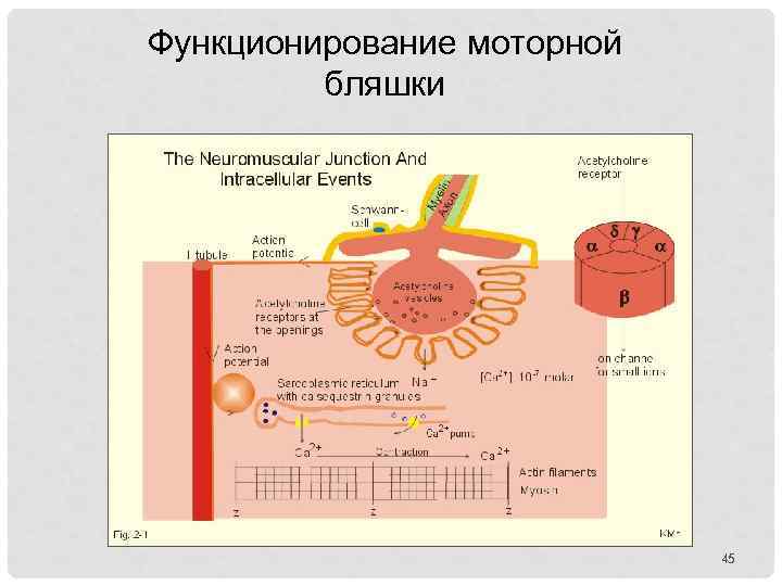 Функционирование моторной бляшки 45 