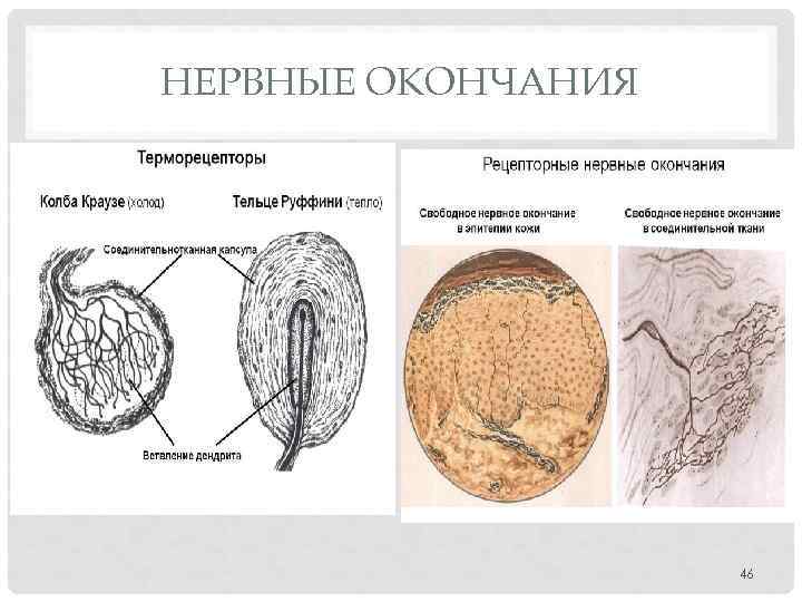 НЕРВНЫЕ ОКОНЧАНИЯ 46 