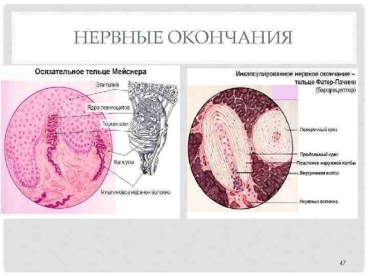 НЕРВНЫЕ ОКОНЧАНИЯ 47 