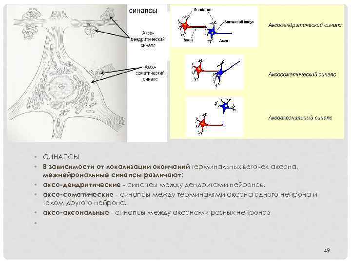  • СИНАПСЫ • В зависимости от локализации окончаний терминальных веточек аксона, межнейрональные синапсы