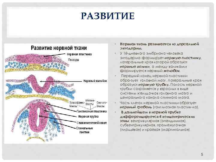 РАЗВИТИЕ • • • Нервная ткань развивается из дорсальной эктодермы. У 18 дневного эмбриона