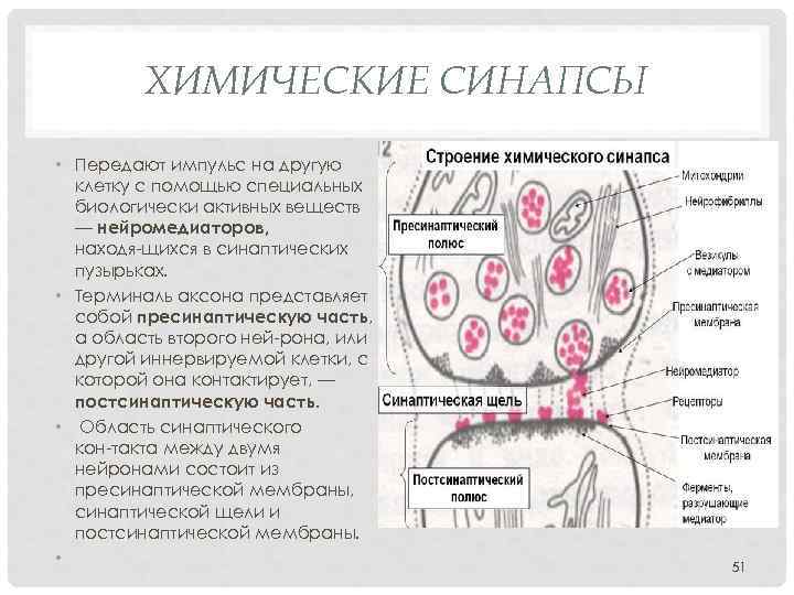 ХИМИЧЕСКИЕ СИНАПСЫ • Передают импульс на другую клетку с помощью специальных биологически активных веществ