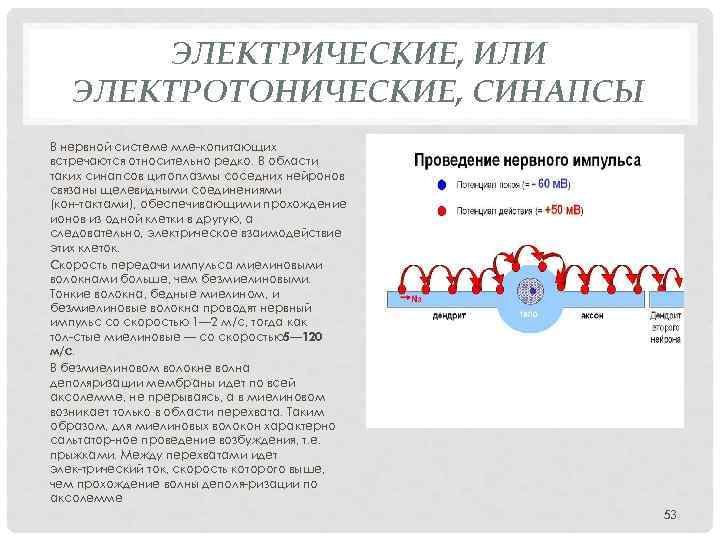 ЭЛЕКТРИЧЕСКИЕ, ИЛИ ЭЛЕКТРОТОНИЧЕСКИЕ, СИНАПСЫ В нервной системе мле копитающих встречаются относительно редко. В области