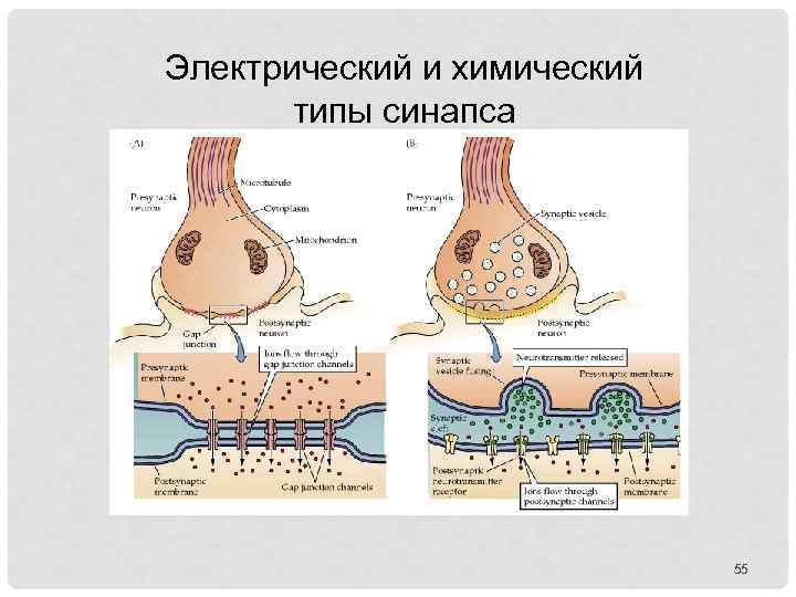 Электрический и химический типы синапса 55 