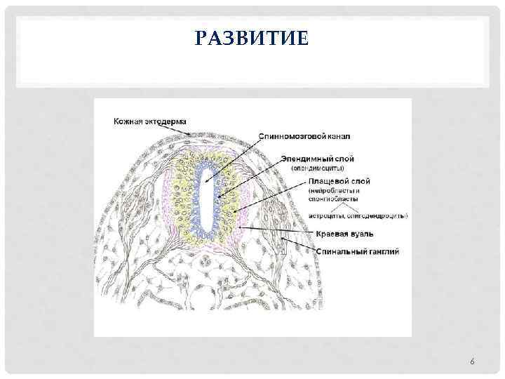 РАЗВИТИЕ 6 