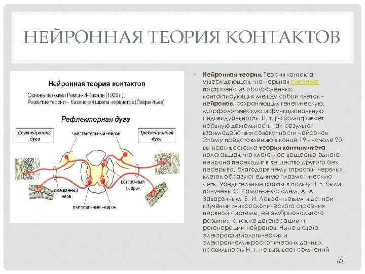 НЕЙРОННАЯ ТЕОРИЯ КОНТАКТОВ • Нейронная теория. Теория контакта, утверждающая, что нервная система построена из