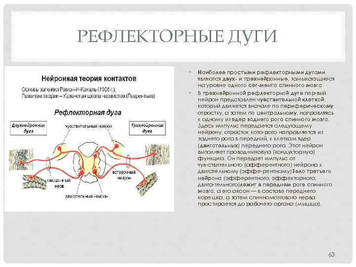 РЕФЛЕКТОРНЫЕ ДУГИ • • Наиболее простыми рефлекторными дугами являются двух и трехнейронные, замыкающиеся на