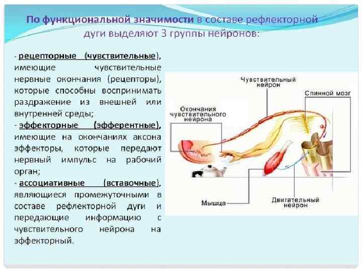 Рецепторы двигательного