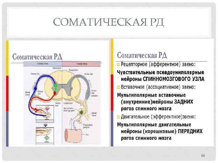 СОМАТИЧЕСКАЯ РД 66 