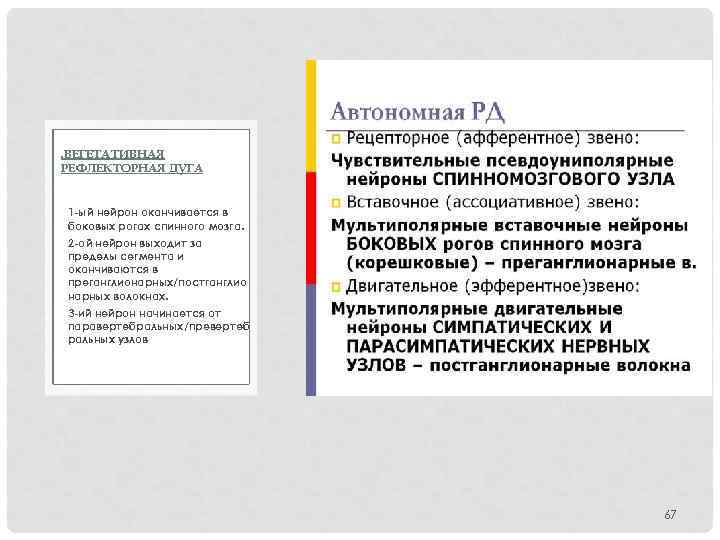 . ВЕГЕТАТИВНАЯ РЕФЛЕКТОРНАЯ ДУГА 1 ый нейрон оканчивается в боковых рогах спинного мозга. 2