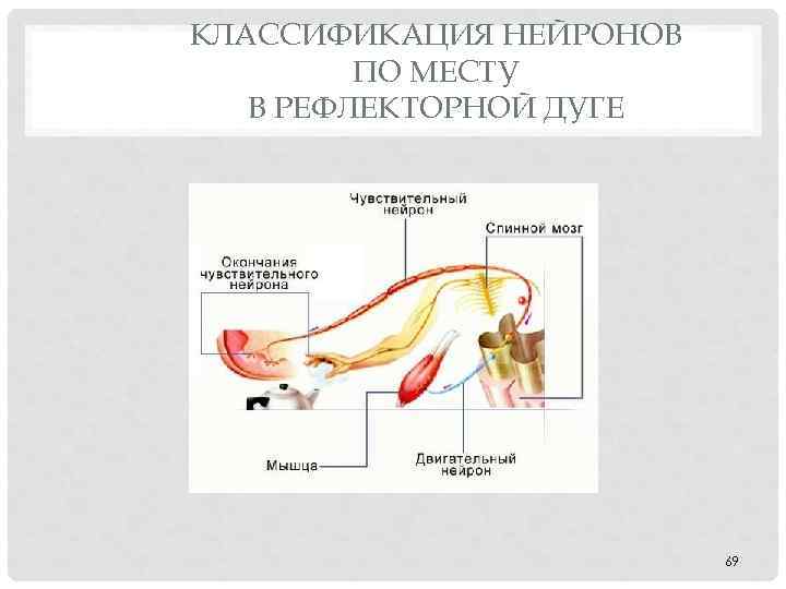 КЛАССИФИКАЦИЯ НЕЙРОНОВ ПО МЕСТУ В РЕФЛЕКТОРНОЙ ДУГЕ 69 