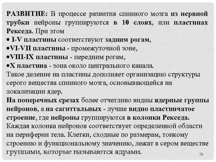 РАЗВИТИЕ: В процессе развития спинного мозга из нервной трубки нейроны группируются в 10 слоях,