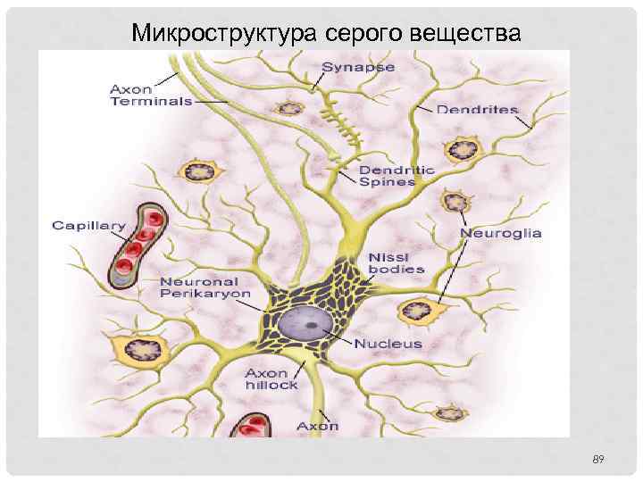 Микроструктура серого вещества 89 