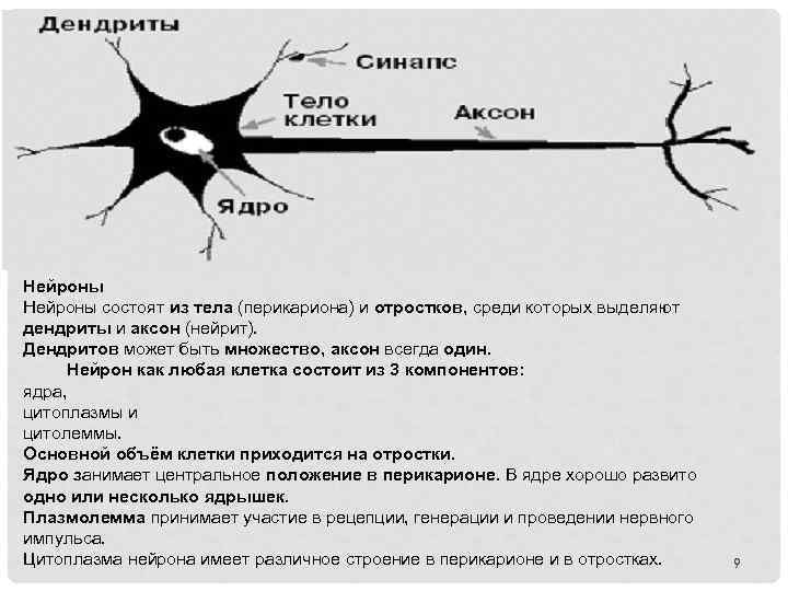 Нейроны состоят из тела (перикариона) и отростков, среди которых выделяют дендриты и аксон (нейрит).