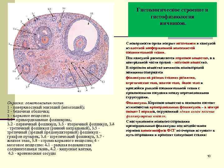 Гистологическое строение и гистофизиология яичников. Окраска: гематоксилин-эозин 1 - поверхностный эпителий (мезотелий); 2 -