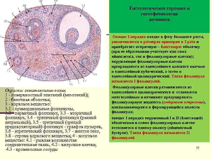 Гистологическое строение и гистофизиология яичников. Окраска: гематоксилин-эозин 1 - поверхностный эпителий (мезотелий); 2 -