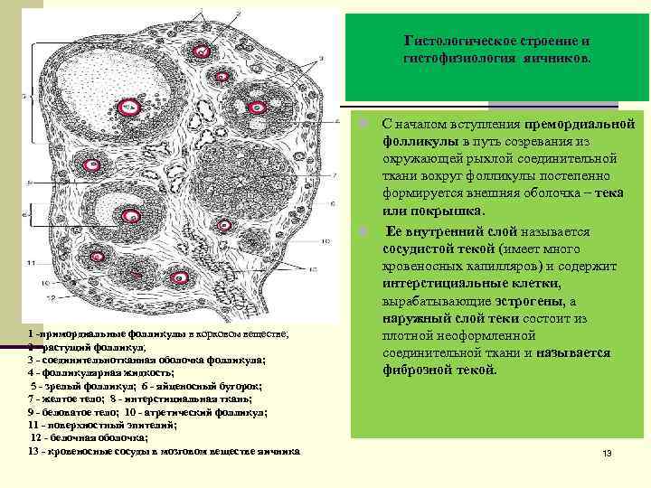 Гистологическое строение и гистофизиология яичников. С началом вступления премордиальной фолликулы в путь созревания из