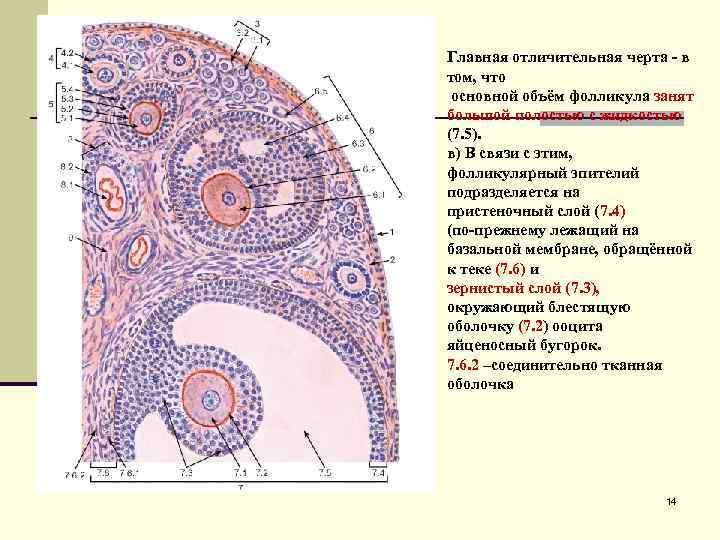 Главная отличительная черта - в том, что основной объём фолликула занят большой полостью с