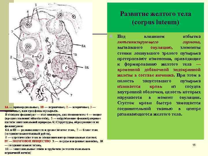 Развитие желтого тела (corpus luteum) n 1 А — примордиальные, 1 Б — первичные,