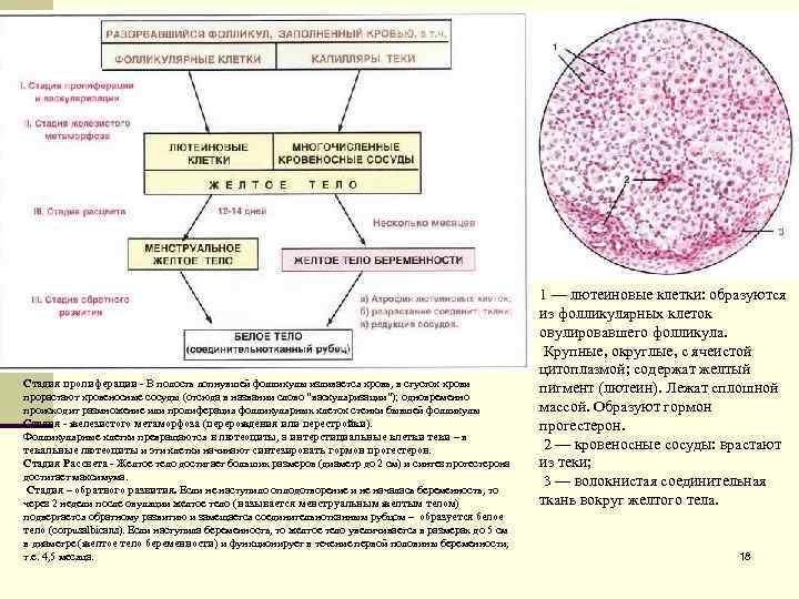Стадия пролиферации - В полость лопнувшей фолликулы изливается кровь, в сгусток крови прорастают кровеносные