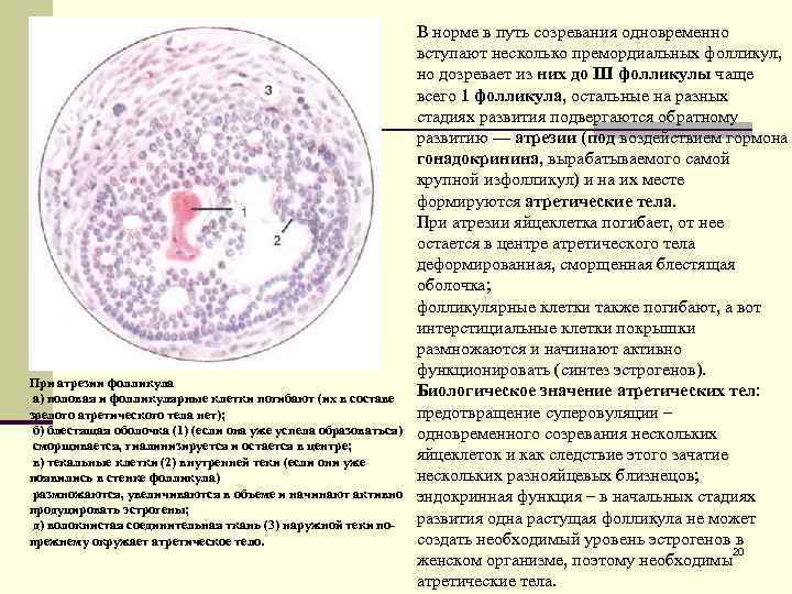 При атрезии фолликула а) половая и фолликулярные клетки погибают (их в составе зрелого атретического