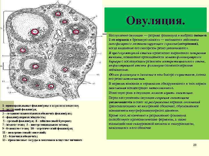 Овуляция. 1 -примордиальные фолликулы в корковом веществе; 2 - растущий фолликул; 3 - соединительнотканная