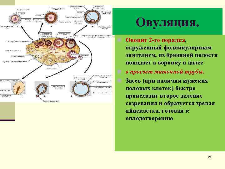 Схема полового акта