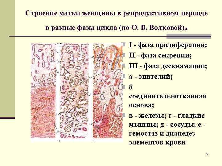Строение матки женщины в репродуктивном периоде в разные фазы цикла (по О. В. Волковой)
