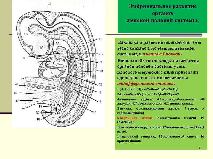 Половые органы коня фото