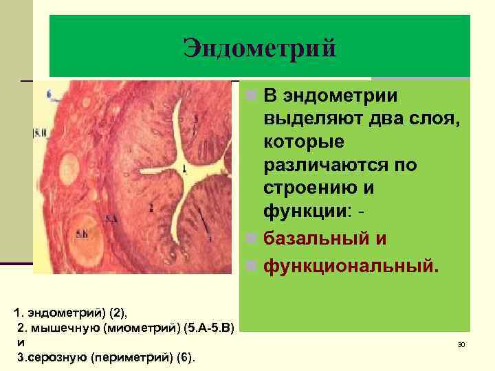 Эндометрий n В эндометрии выделяют два слоя, которые различаются по строению и функции: n