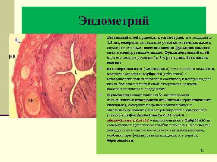 Эндометрий n n n Базальный слой прилежит к миометрию, его толщина 11, 5 мм,