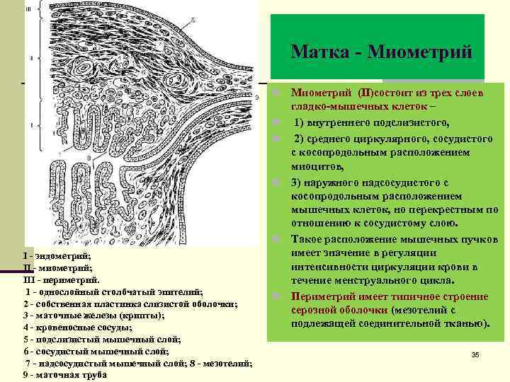  Матка - Миометрий n n n I - эндометрий; II - миометрий; III