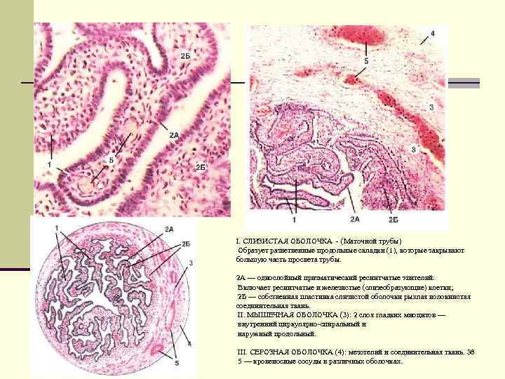 I. СЛИЗИСТАЯ ОБОЛОЧКА - (Маточной трубы) Образует разветвенные продольные складки (1), которые закрывают большую
