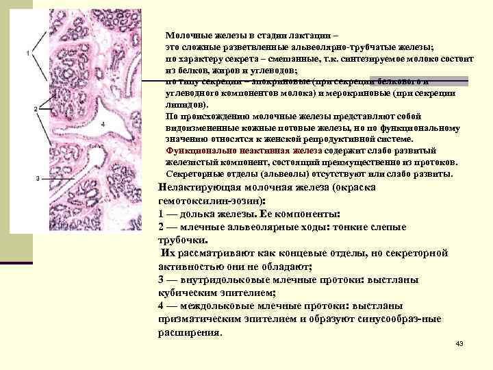 Молочные железы в стадии лактации – это сложные разветвленные альвеолярно-трубчатые железы; по характеру секрета