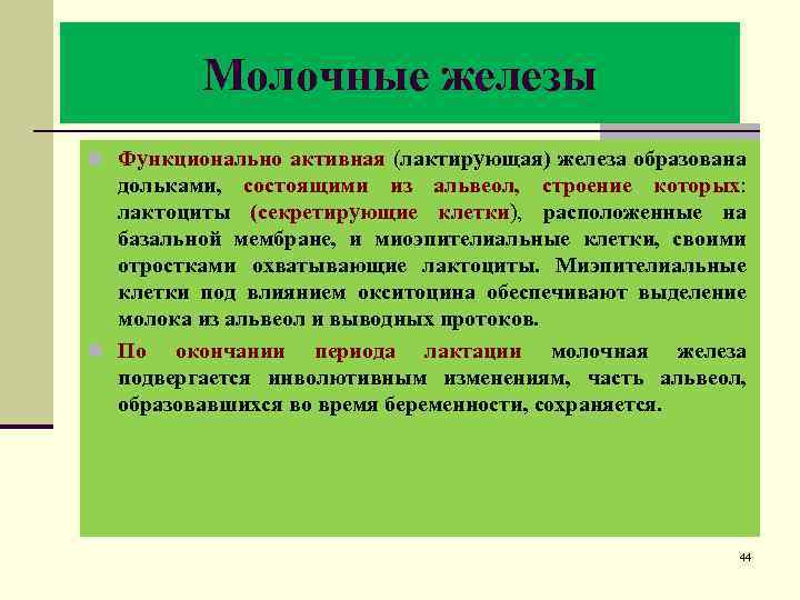 Молочные железы n Функционально активная (лактирующая) железа образована дольками, состоящими из альвеол, строение которых: