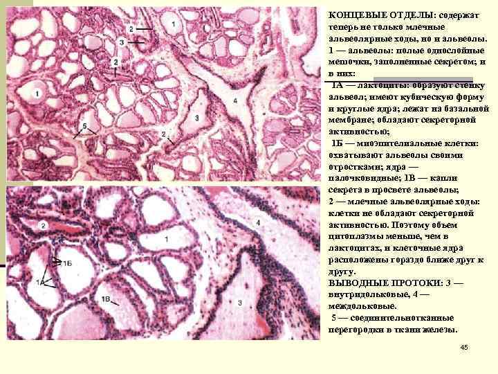 КОНЦЕВЫЕ ОТДЕЛЫ: содержат теперь не только млечные альвеолярные ходы, но и альвеолы. 1 —