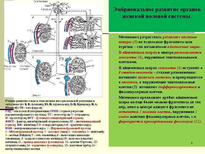 Эмбриональное развитие органов женской половой системы. n n n Стадии развития гонад и становления