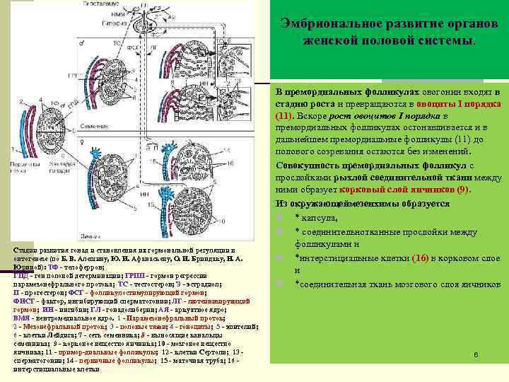 Эмбриональное развитие органов женской половой системы. Стадии развития гонад и становления их гормональной регуляции