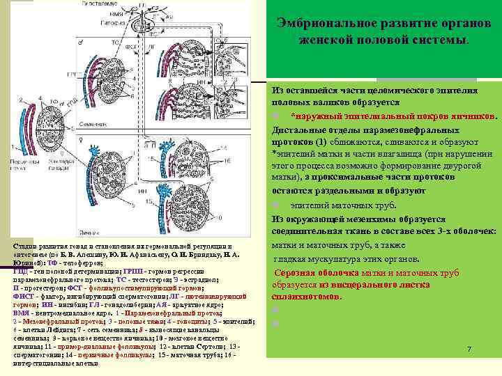 Эмбриональное развитие органов женской половой системы. Стадии развития гонад и становления их гормональной регуляции
