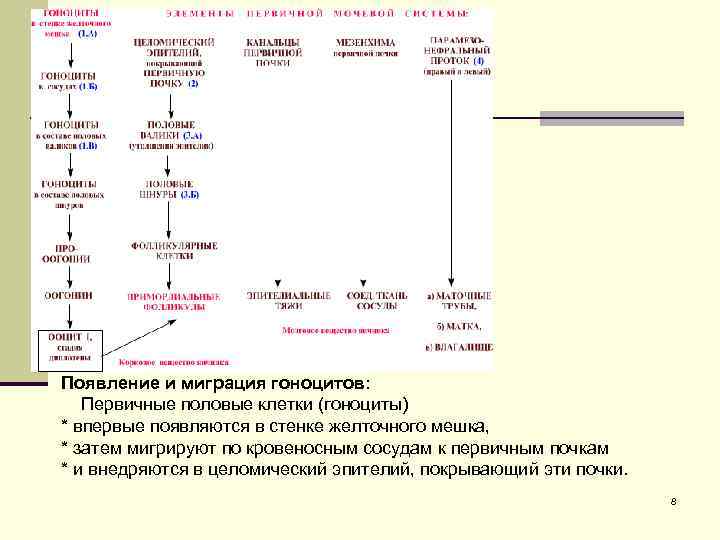 Появление и миграция гоноцитов: Первичные половые клетки (гоноциты) * впервые появляются в стенке желточного