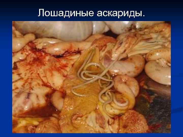 Лошадиные аскариды. 