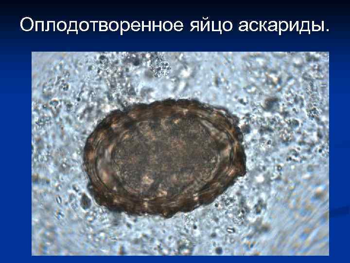 Оплодотворенное яйцо аскариды. 
