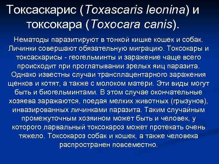 Токсаскарис (Toxascaris leonina) и токсокара (Toxocara canis). Нематоды паразитируют в тонкой кишке кошек и