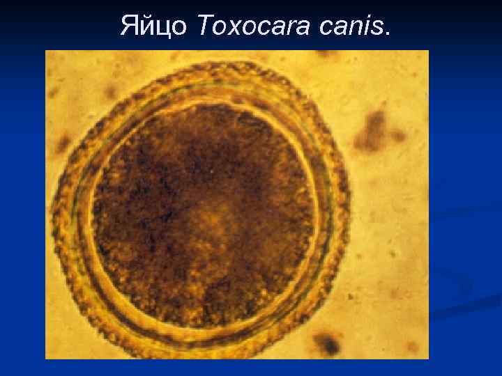 Яйцо Toxocara canis. 